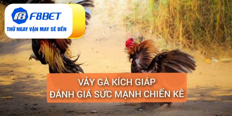 Vảy Gà Kích Giáp Là Gì? Đánh Giá Sức Chiến Đấu Chiến Kê - f8bet - CLYVO.BLOG