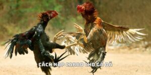 Đá Gà F8bet | Sảnh Cược Gà Đá Uy Tín Cho Các Kê Thủ - CLYVO.BLOG