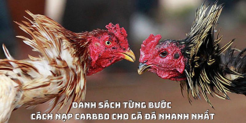 Cách Nạp Carbo Cho Gà Đá Hiệu Quả Được Ưa Chuộng 2026 - CLYVO.BLOG