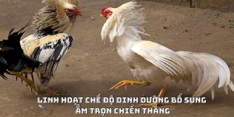 Cách Nạp Carbo Cho Gà Đá Hiệu Quả Được Ưa Chuộng 2026 - CLYVO.BLOG