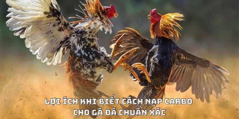 Cách Nạp Carbo Cho Gà Đá Hiệu Quả Được Ưa Chuộng 2026 - CLYVO.BLOG