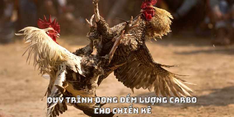 Cách Nạp Carbo Cho Gà Đá Hiệu Quả Được Ưa Chuộng 2026 - CLYVO.BLOG