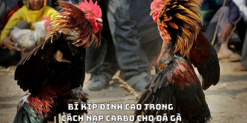 Cách Nạp Carbo Cho Gà Đá Hiệu Quả Được Ưa Chuộng 2026 - CLYVO.BLOG