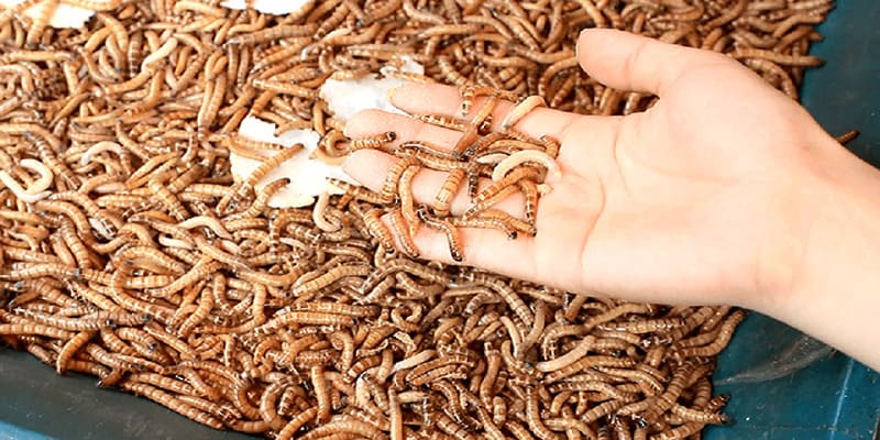 Các Loại Mồi Cho Gà Đá Bổ Sung Dinh Dưỡng Chuẩn Khoa Học - CLYVO.BLOG
