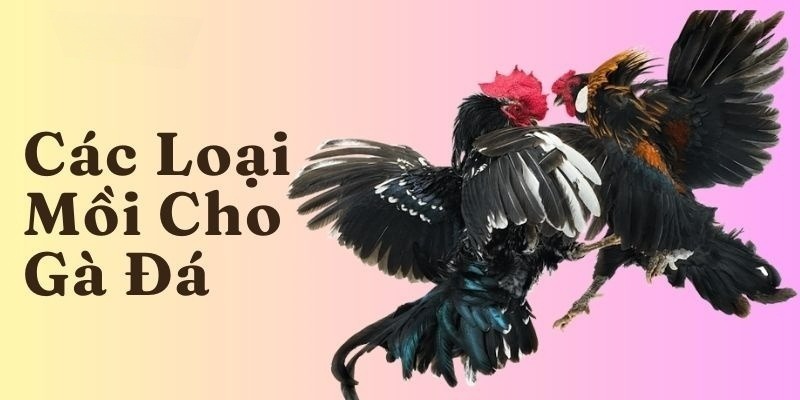 Các Loại Mồi Cho Gà Đá Bổ Sung Dinh Dưỡng Chuẩn Khoa Học - CLYVO.BLOG