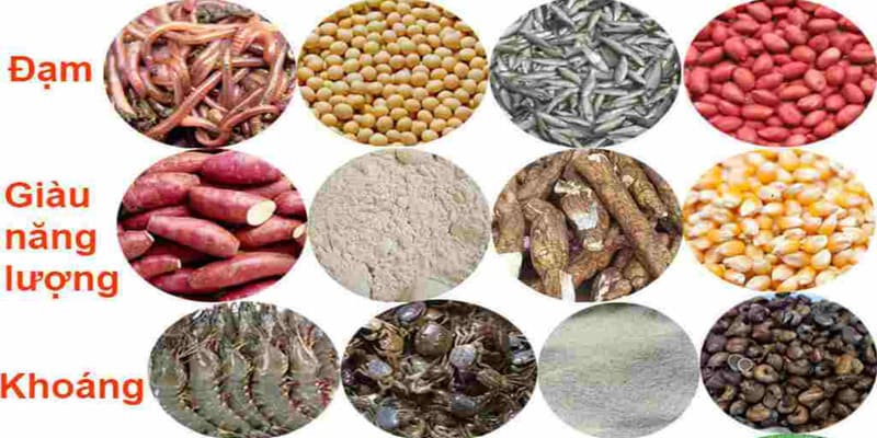 Các Loại Mồi Cho Gà Đá Bổ Sung Dinh Dưỡng Chuẩn Khoa Học - CLYVO.BLOG