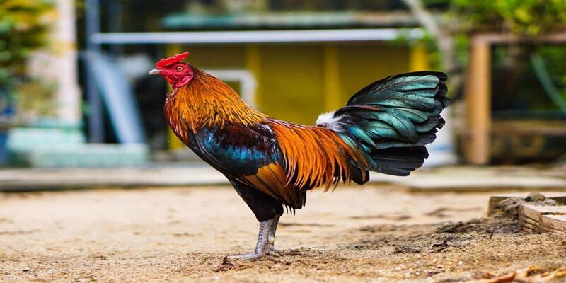 Các Loại Mồi Cho Gà Đá Bổ Sung Dinh Dưỡng Chuẩn Khoa Học - CLYVO.BLOG