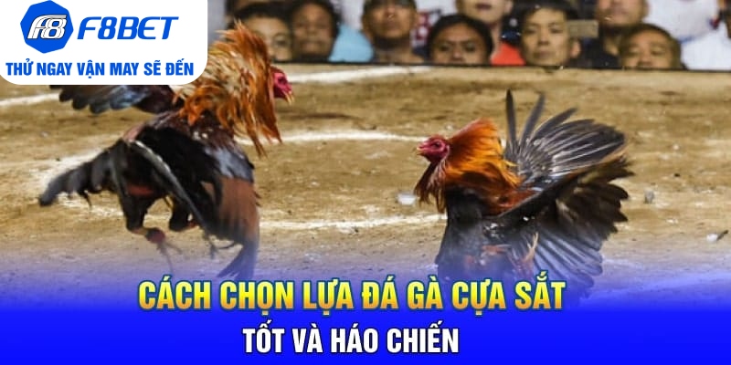 Đá Gà Cựa Sắt Là Gì? Mẹo Hay Và Hiệu Quả Khi Chơi Đá Gà - CLYVO.BLOG