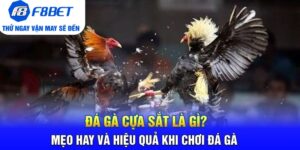 Đá Gà F8bet | Sảnh Cược Gà Đá Uy Tín Cho Các Kê Thủ - CLYVO.BLOG