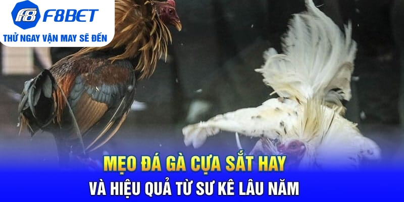 Đá Gà Cựa Sắt Là Gì? Mẹo Hay Và Hiệu Quả Khi Chơi Đá Gà - CLYVO.BLOG