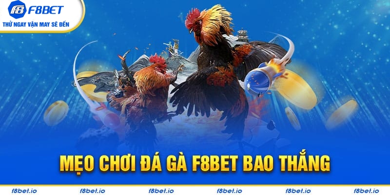 Đá Gà F8bet | Sảnh Cược Gà Đá Uy Tín Cho Các Kê Thủ - CLYVO.BLOG